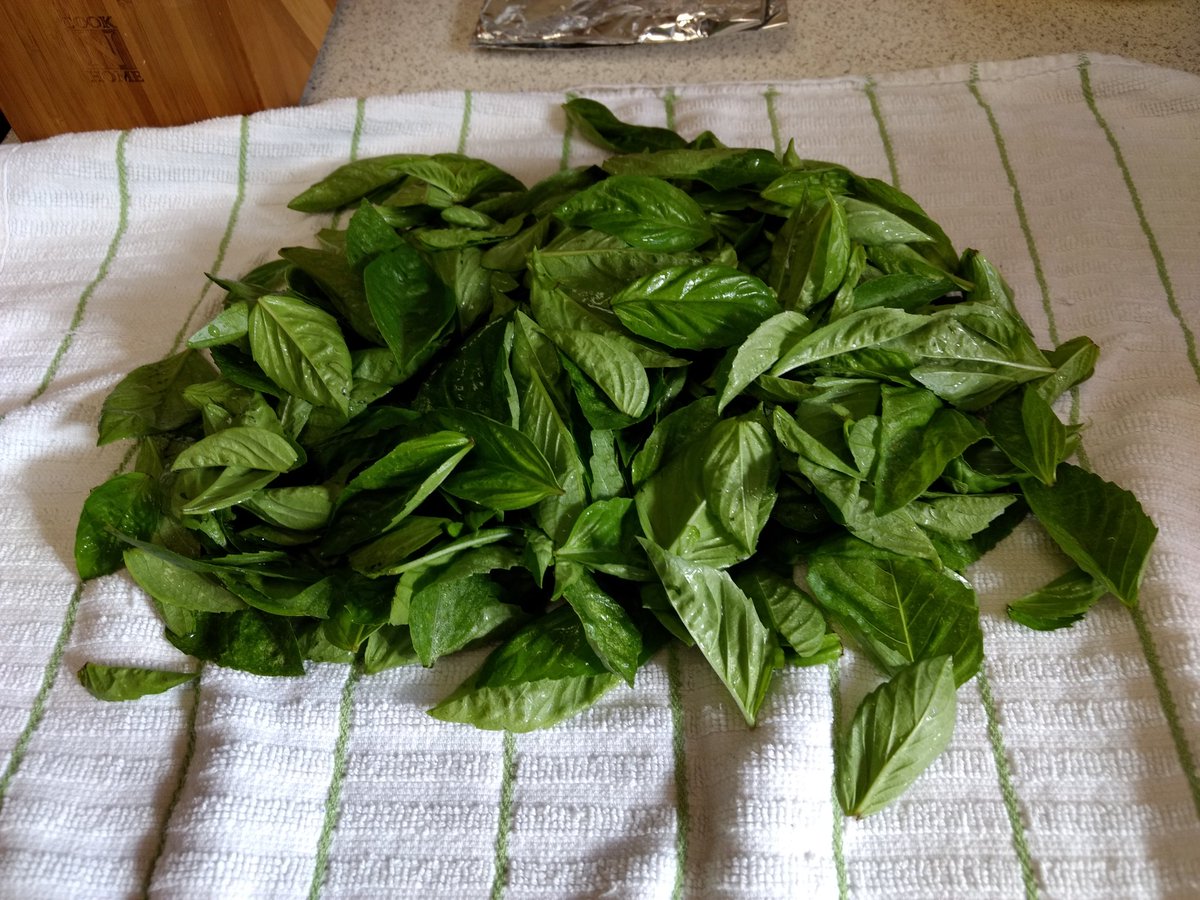 VeerleTakino's tweet image. Why yes, our Basil is quite productive. #pestoTime