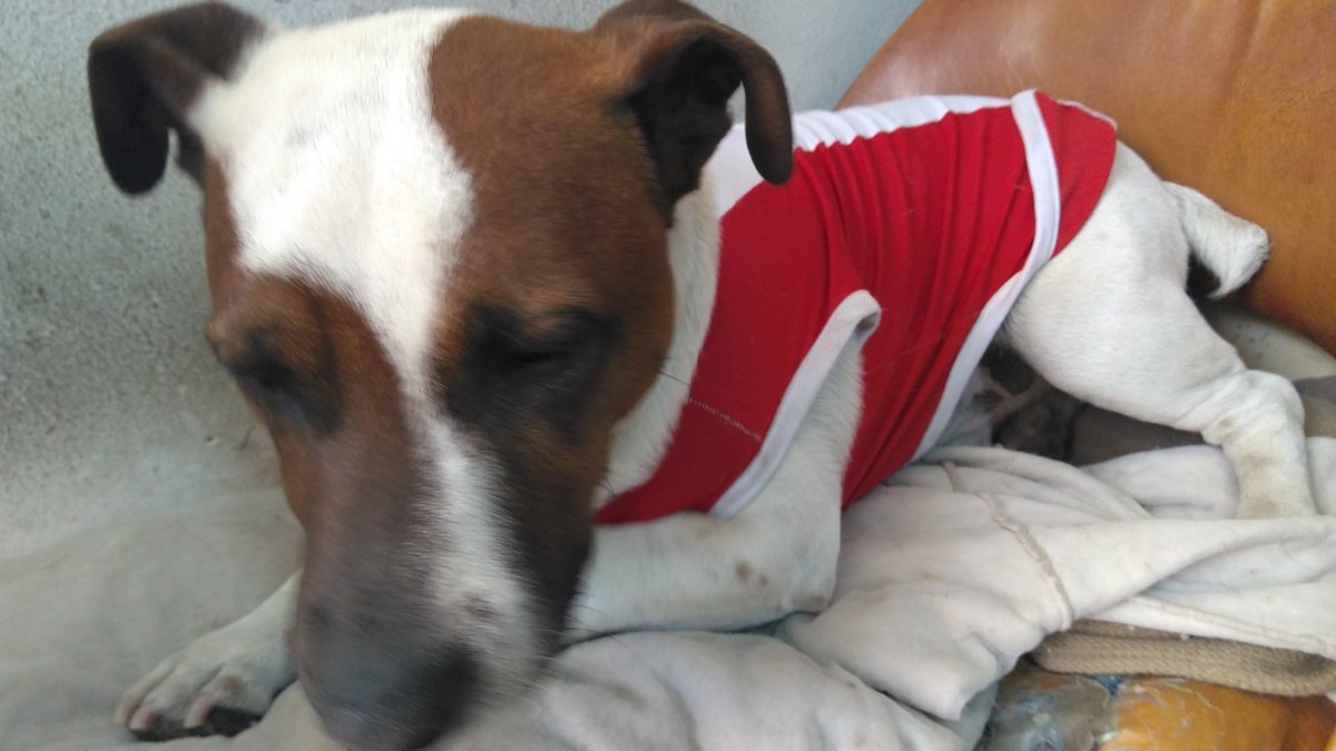 eli_dit's tweet image. #VamosConFearriba Perú a ganar se dijo