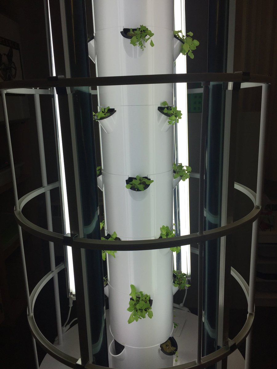 abd4mb's tweet photo. An exciting week of learning: intermurals, plant foldables done and gourmet lettuce is making a comeback! #toomuchsunlight https://t.co/pHQaC3FEHs