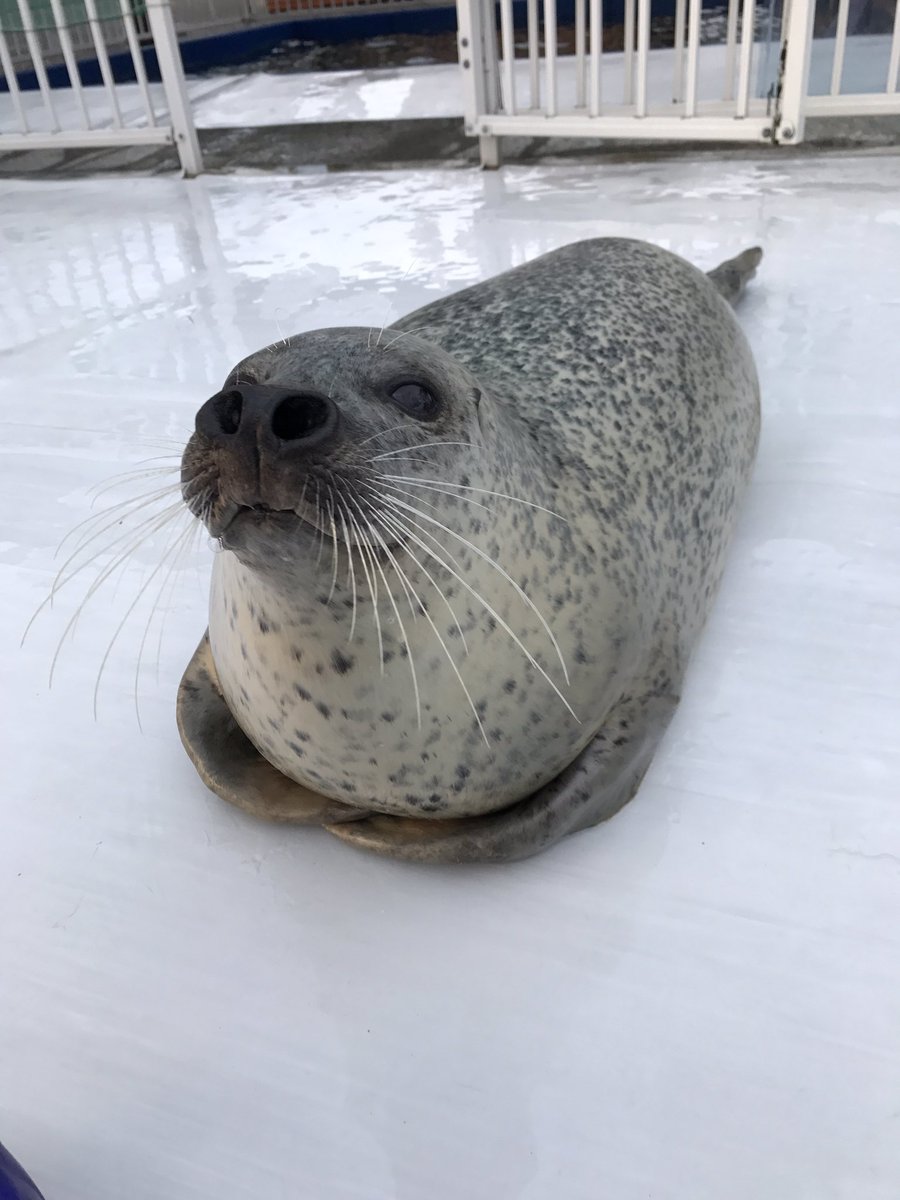 アザラシシーパラダイス 公式 V Twitter アグくんの前肢たたんじゃった別ver 静止画でも可愛いよー