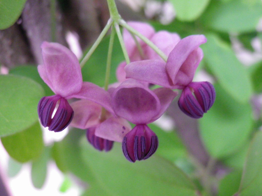 すべての美しい花の画像 ぜいたくあけび 花言葉