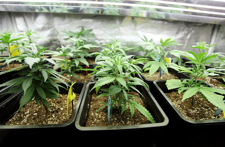 wedrop_co's tweet photo. CA Grow Limits:
Adults 21+ may grow up to 6 plants per residency.
Medical patients may grow up to 6 mature plants, or 12 immature plants. https://t.co/N4fQ15wmlg