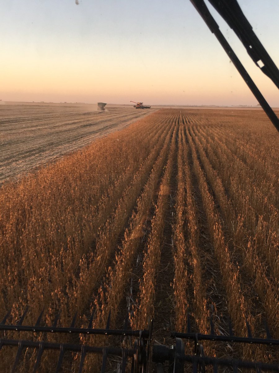 LaneMielke1's tweet photo. Mielke Land & Cattle. Mission Soybean Top Dressed With AnoVa. @SeedMission @PinnacleAgLLC https://t.co/pOiHevad0E