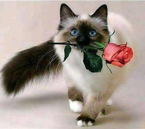 FurGetMeNotFoto's tweet photo. Reposting @givedogsabetterlife:
A Rose For You! 🌹🌹💟💟 #roses #rose #foryou #cat #catphoto #cats #romance #romantic #love #spiderman #hugs https://t.co/Hons8RcOPb