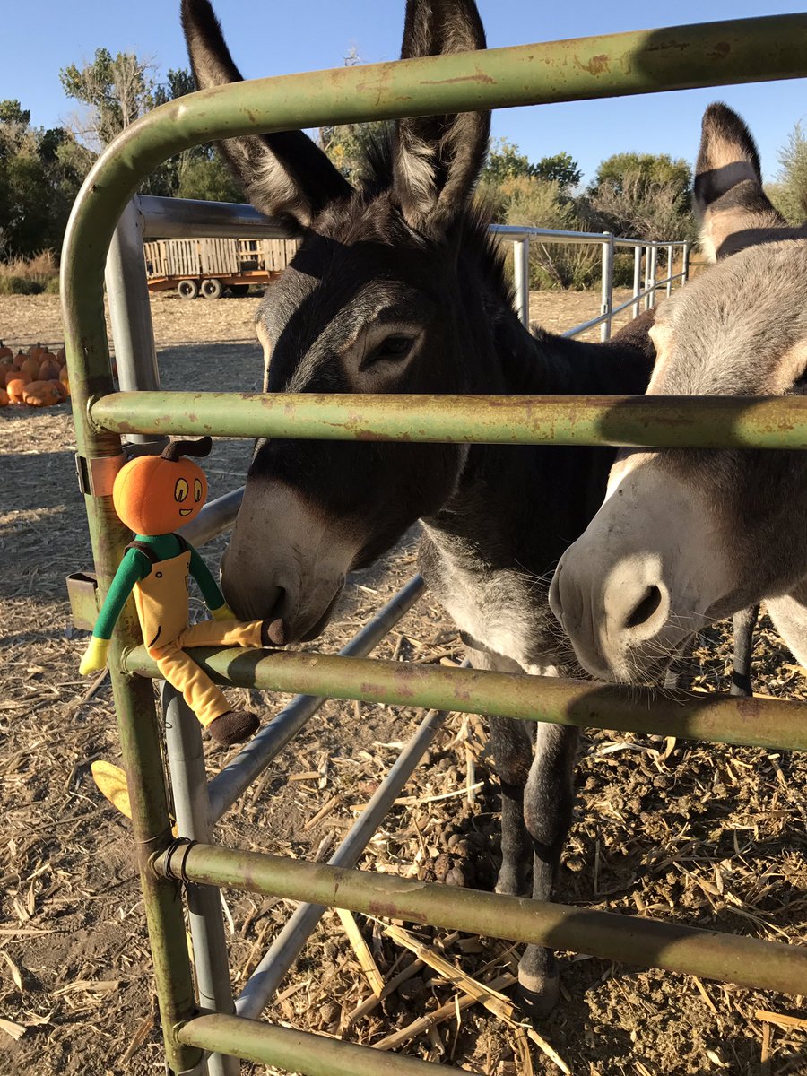 Ferrari Farms tweet media