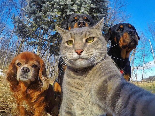 Mitsukun01's tweet photo. 🐱自撮り🤳 https://t.co/1AL2yTZLxJ