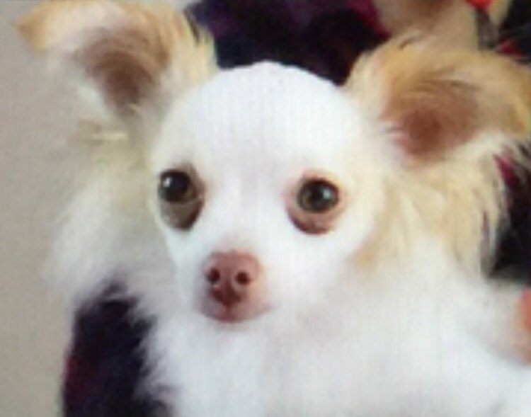 dash2012's tweet photo. I nominate #AdoptMeRescue Tony was adopted #EinsteinPets https://t.co/Ss4tGV1Qrb https://t.co/zYBdGTmdtl