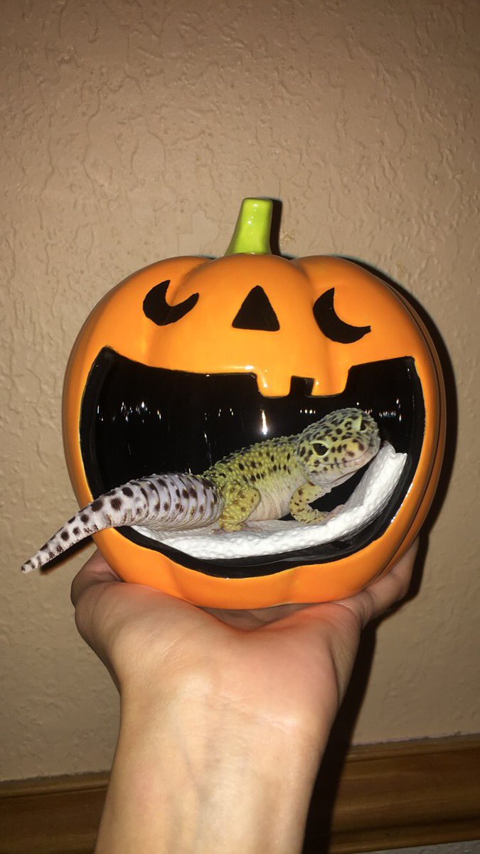 heyhihellonat's tweet image. Gale was feeling so photogenic 🎃