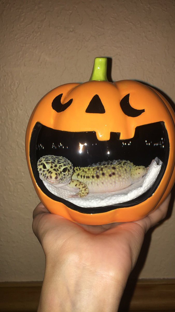 Gale was feeling so photogenic 🎃