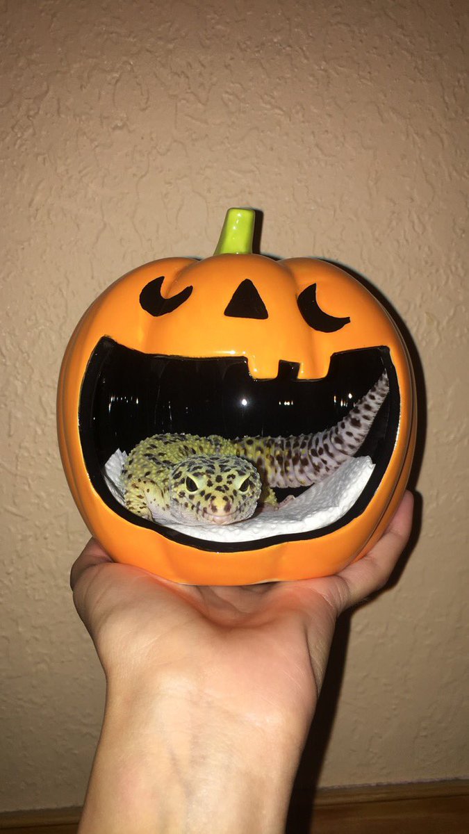 heyhihellonat's tweet image. Gale was feeling so photogenic 🎃