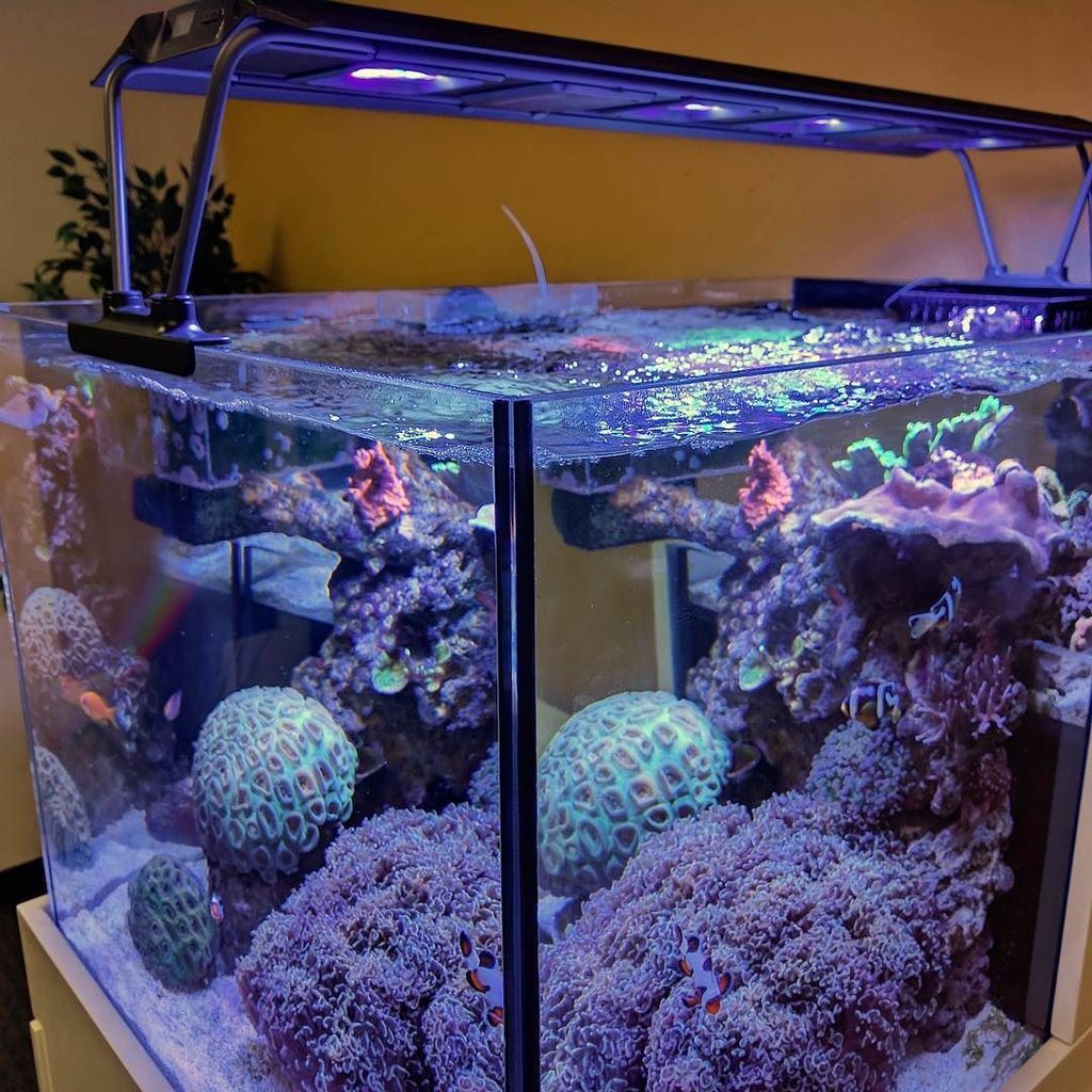 MaxspectLED's tweet image. NEW Maxspect RazorX. On display at Marine Depot HQ. Come and see it at Reef-A-Palooza this weekend. You don't want to miss this. #coralvue …