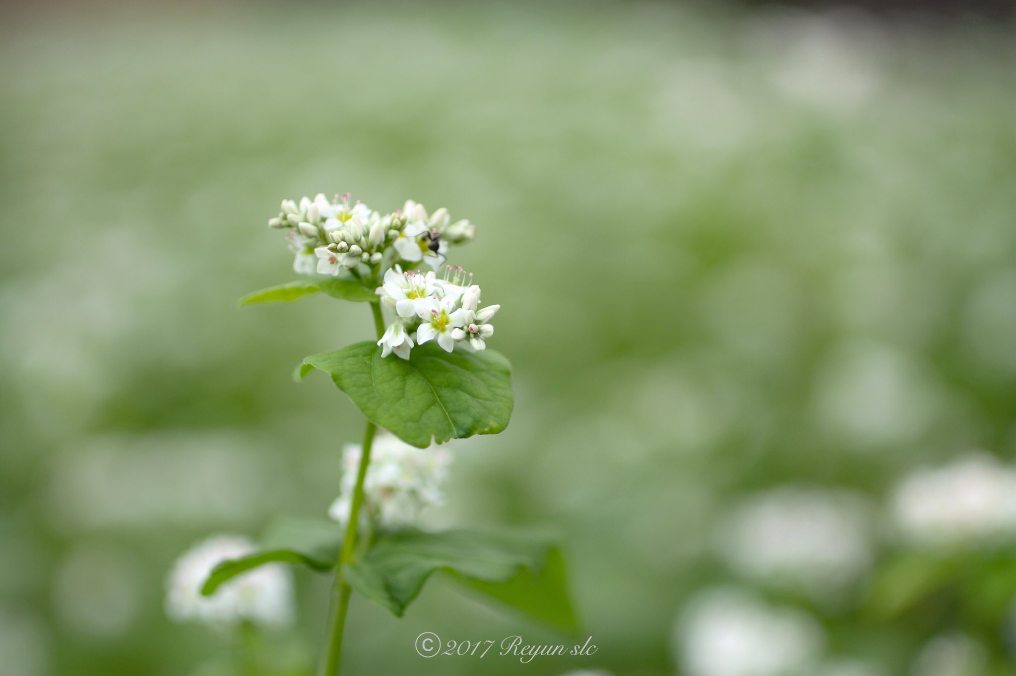 蕎麦の花の花言葉 Twitter Search Twitter