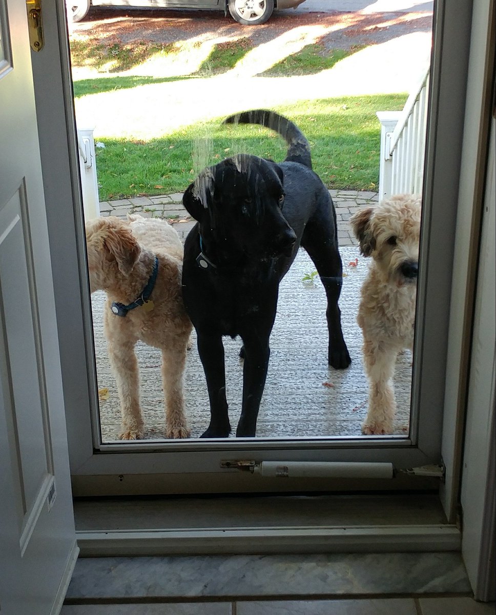 A reverse doggie Oreo 😀👍🐕
