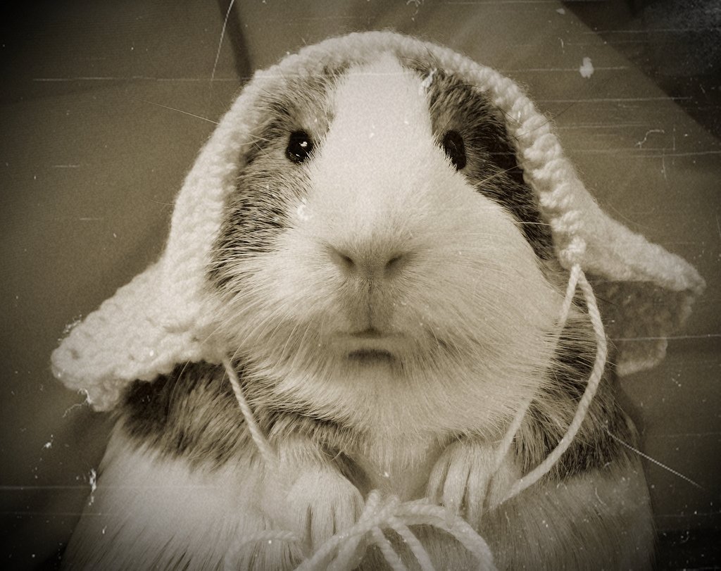Caring for an old #guineapig? Here's some tips to help you give your senior cavy the happy, healthy life it deserves happycavy.com/how-to-care-fo…