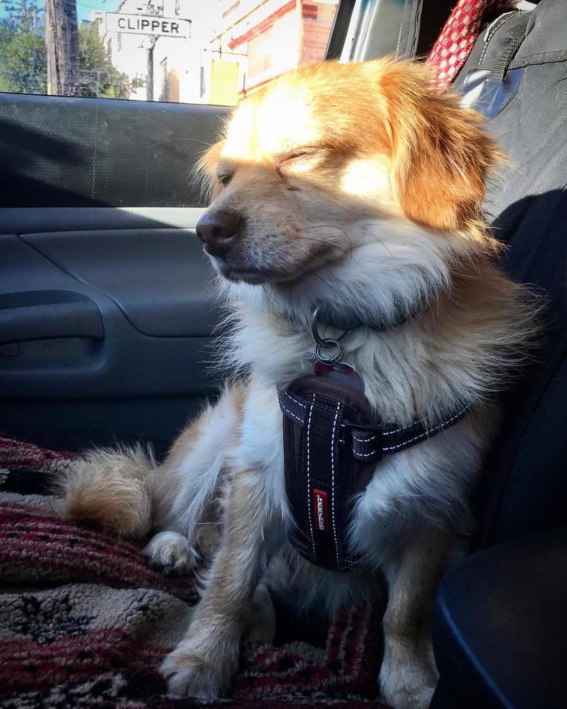 naturesbeasts's tweet photo. Theo, caught in a post-walk snooze🐶😴. #sleepingsittingup
#spanielmix #tireddog #dogismycopilot #littlefox #dogmo… https://t.co/BvTNwgbNhd https://t.co/o5uxgdzx5v