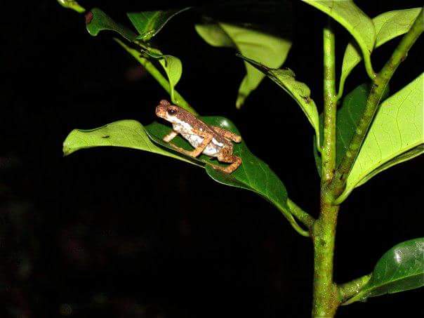 sciencemowgli's tweet photo. You may have heard of tree frogs before, but this here is a tree toad (Pedostibes tuberculosus) !! #frogsarecool #treetoad https://t.co/DbR2J2Ywgm