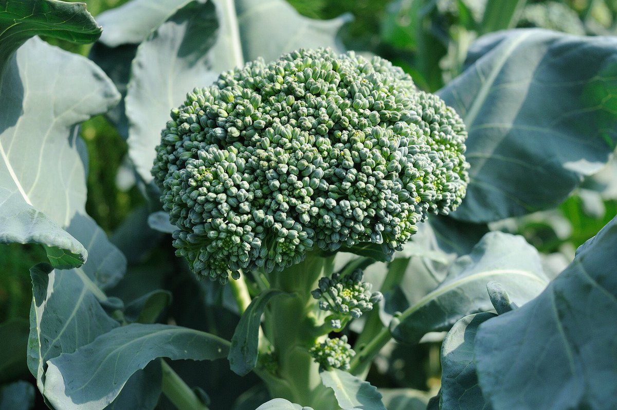 veg_box's tweet photo. Beautiful Local #Brocolli and sweet young #Leeks in our boxes grown by the lovely Roddy of #Bickham Farm #organically grown @DevonFoodHour https://t.co/qcsob434sy