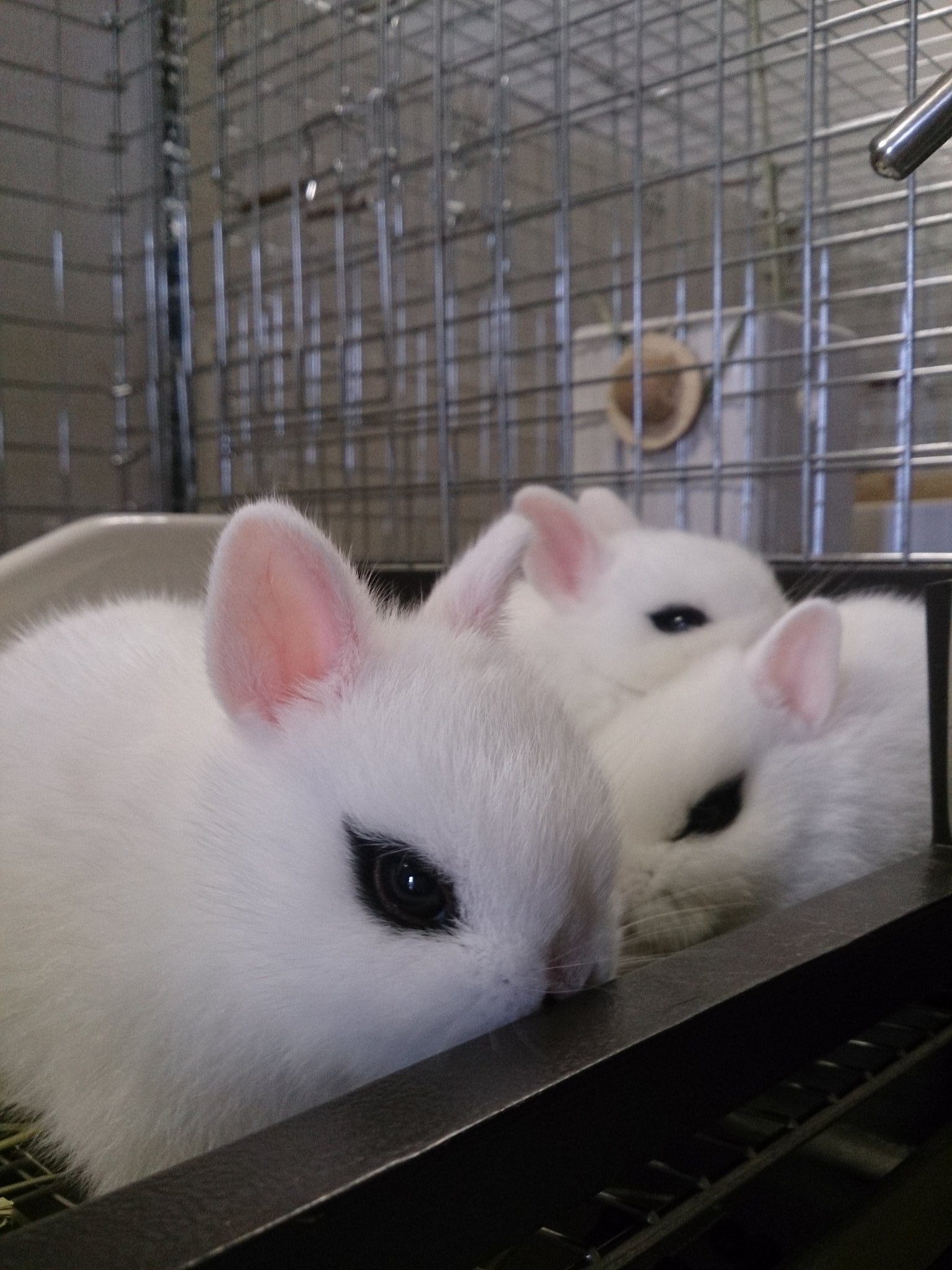 ミミラパン 今日も子うさぎがかわいすぎてトゥライ Orz ドアーフホト 子うさぎ もふもふ かわいすぎてつらい 三つ巴 T Co 6dc2njm9ke Twitter