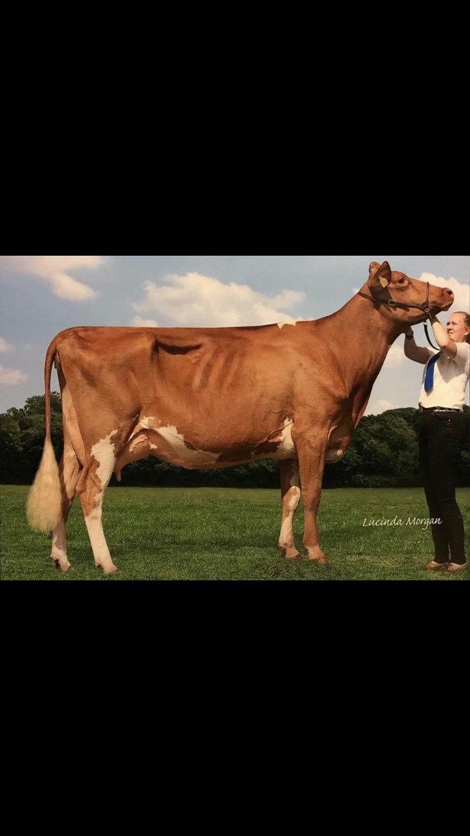 KGeventing's tweet photo. Highway legacy brownie AOB champion at edenbridge this year ✌🏼#proudofdairy https://t.co/74Ht532ZIo