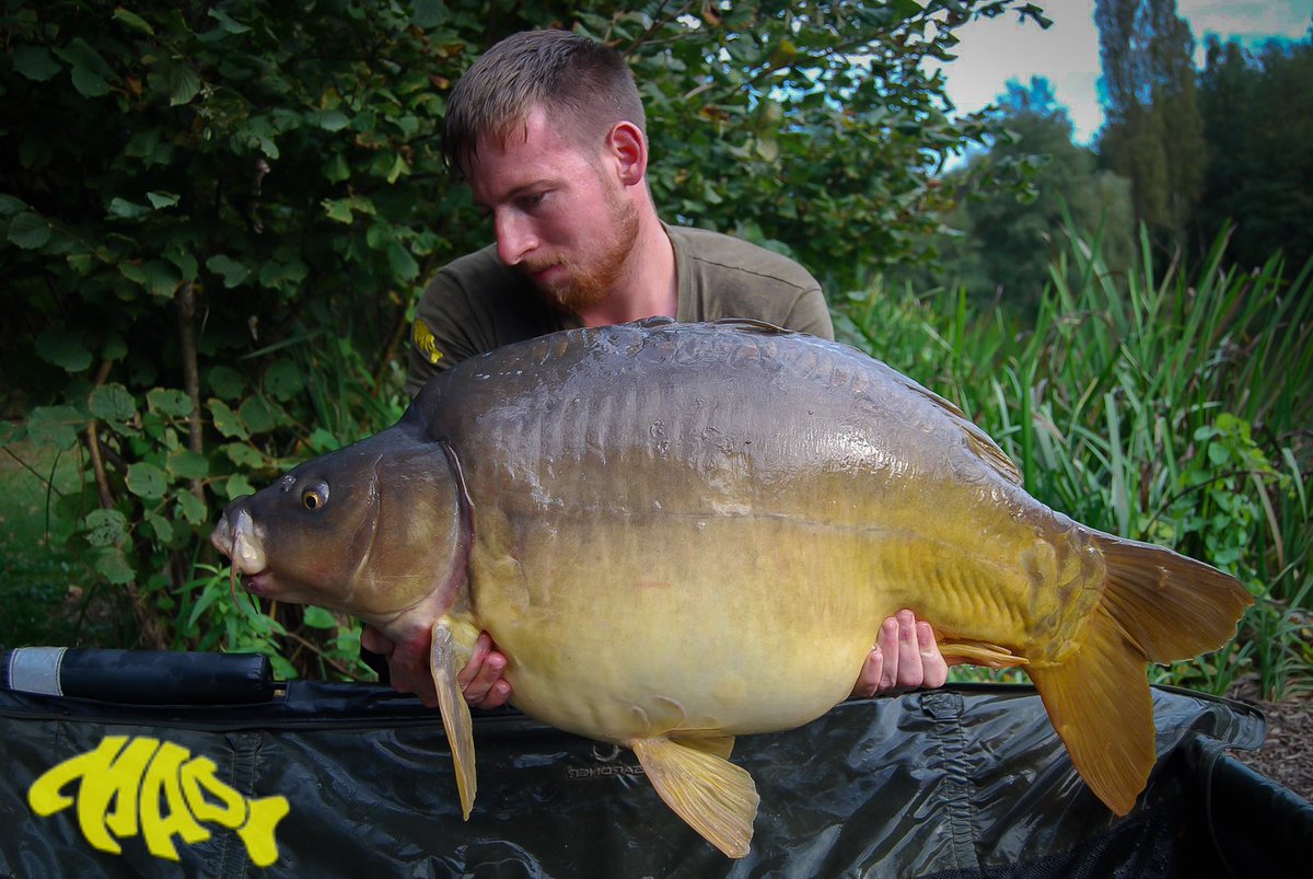 madbaits's tweet photo. Darren Grieve with a one of a brace of 30s a Mirror was 34.6lb and Common 31.14lb Both caught over a bed of Nutz plus #madbaits #nutzplus https://t.co/1WOyR5dbKR
