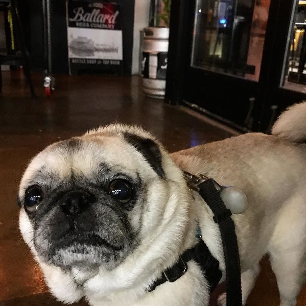 buddhathepug_'s tweet photo. “Umm, can I see your ID please? Oh you have cookies? We’ll go right on in!” -Buddha #bouncerpug #icanbebribed with… https://t.co/cYmHRs1IJL https://t.co/YbEYkjSi7O