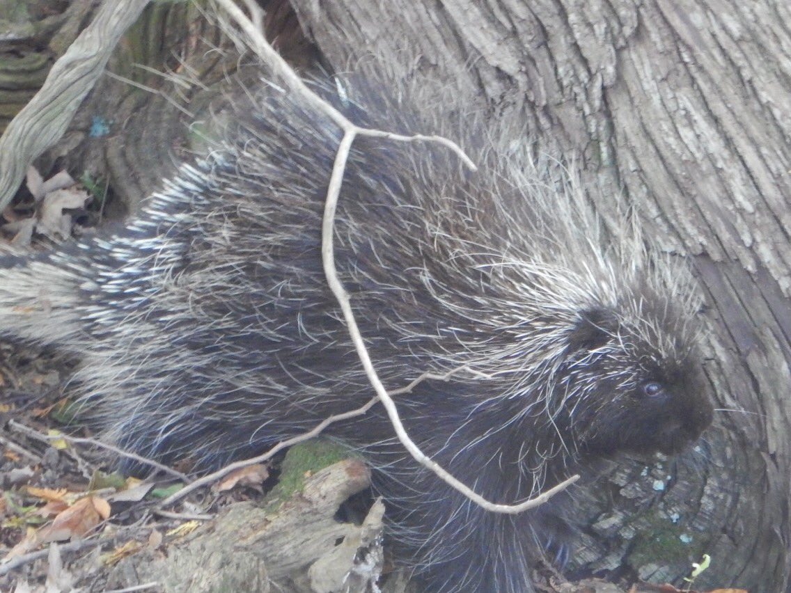 NorvalOutdoorSchool tweet media