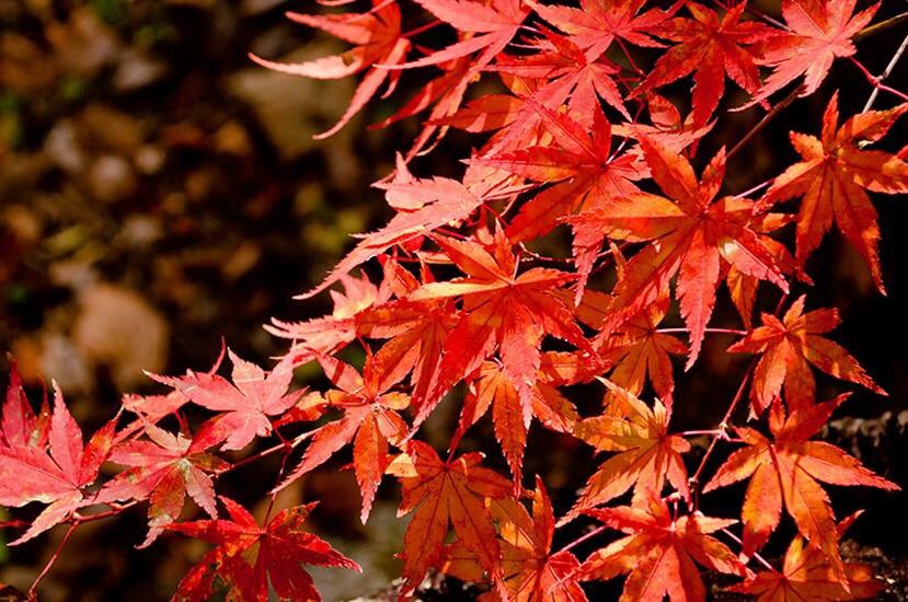 ãè¢ç° ã® æ» ç´è ã©ã¤ã ã¢ãããã®ç»åæ¤ç´¢çµæ