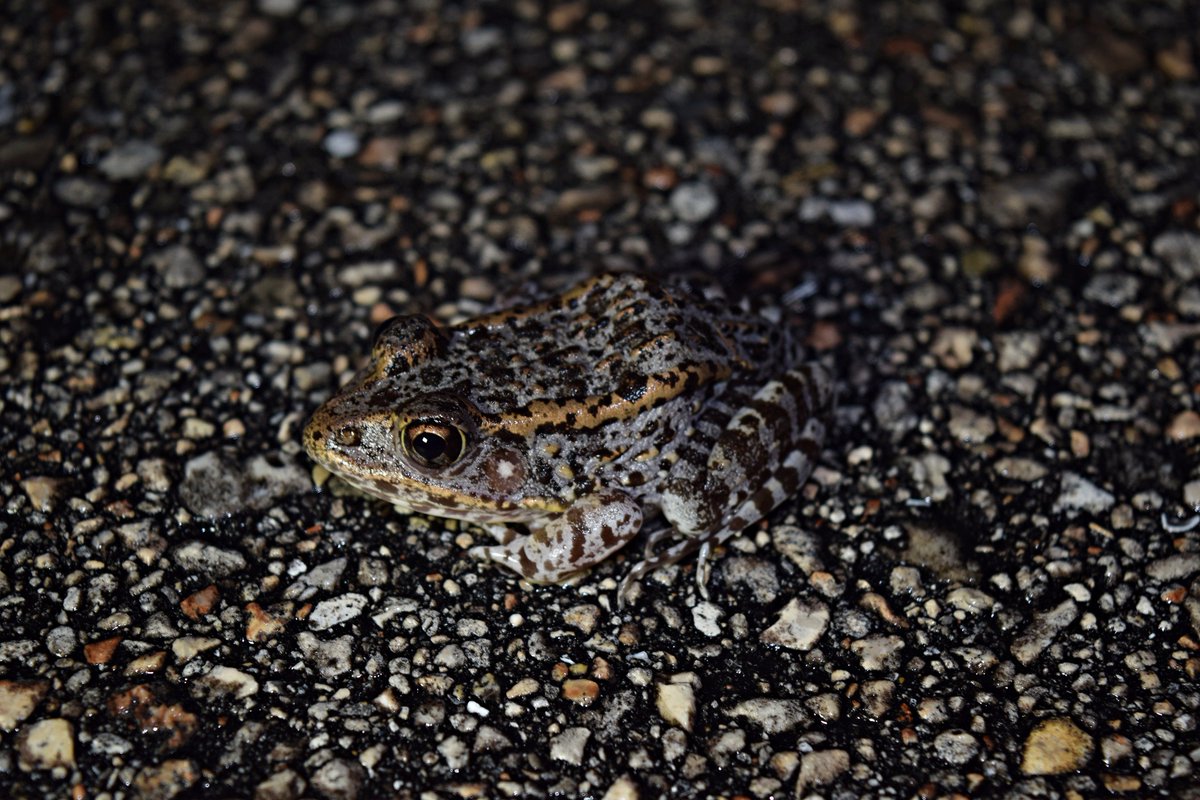 evolutionclass's tweet photo. A gopher frog (Lithobates capito) from tonight's frog survey. Martin County, FL. #frog #science #evolution https://t.co/6MBWS0jCEZ