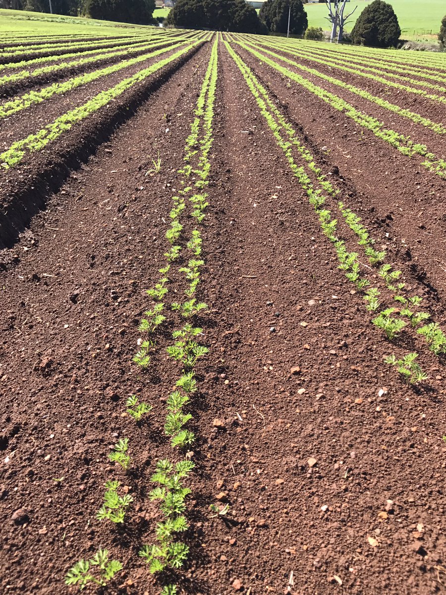 Paul Ackland tweet media