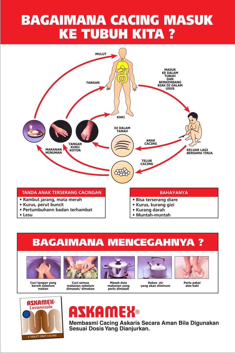 Askamex, mengandung Levamisol, bekerja kuat dan aman untuk memberantas Ascaris lumbricoides (cacing gelang) dan Ancylostoma duodenale