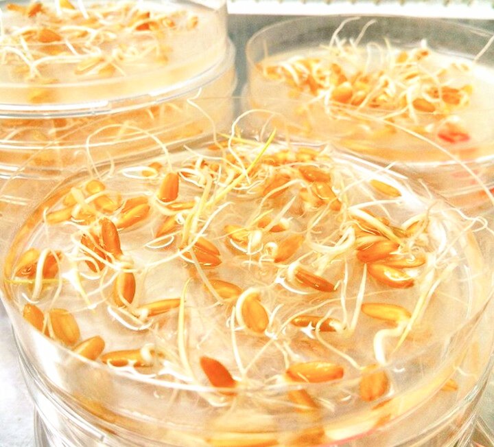 morontafelix's tweet photo. Germinated rice ready for being inoculated with beneficial microbes.
Go, guys! Go!
#AgMicrob #Microbes4Crops #AgInPetriDish https://t.co/2zH0flrV0q