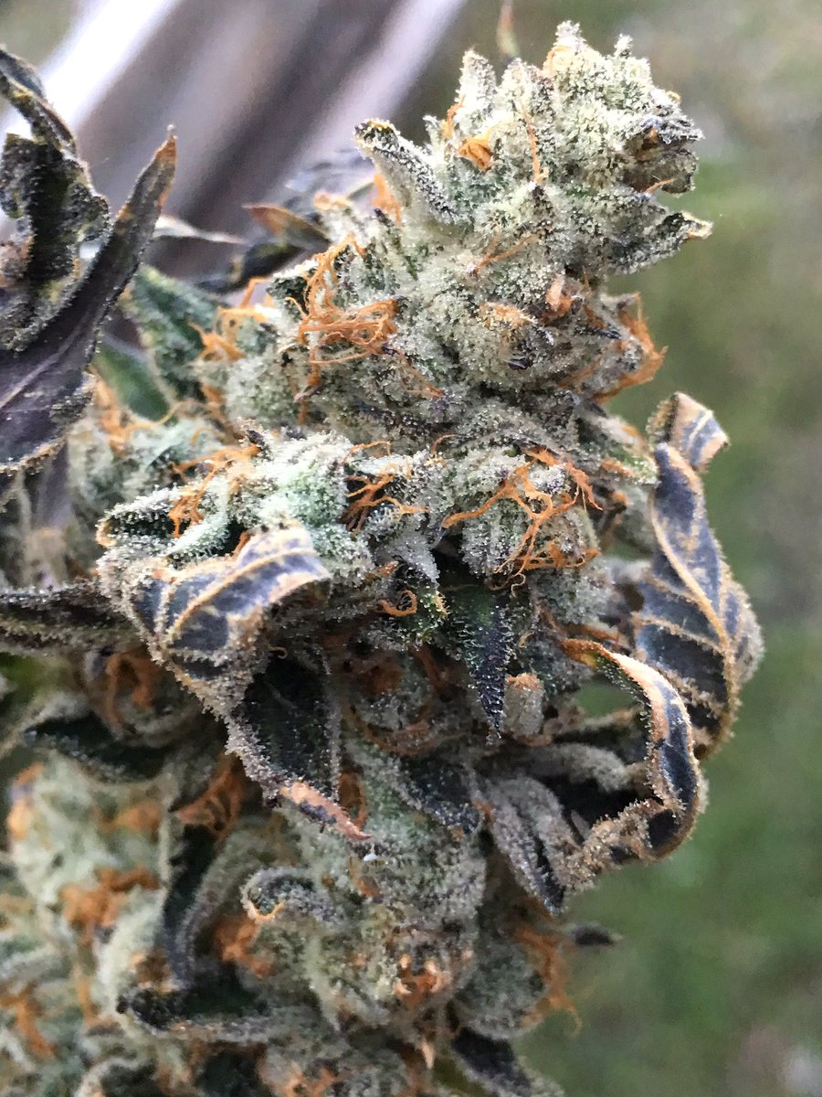 MJTendersociety's tweet photo. 😱❄️Unreal frost on this❄️😱
 🍪Platinum Animal Cookies 🍪
🌱Grown by @phatdawgpharms 
Bred by @bayexclusives_seeds
@bayexclusivesofficial  #weed https://t.co/6uulx1KMkM