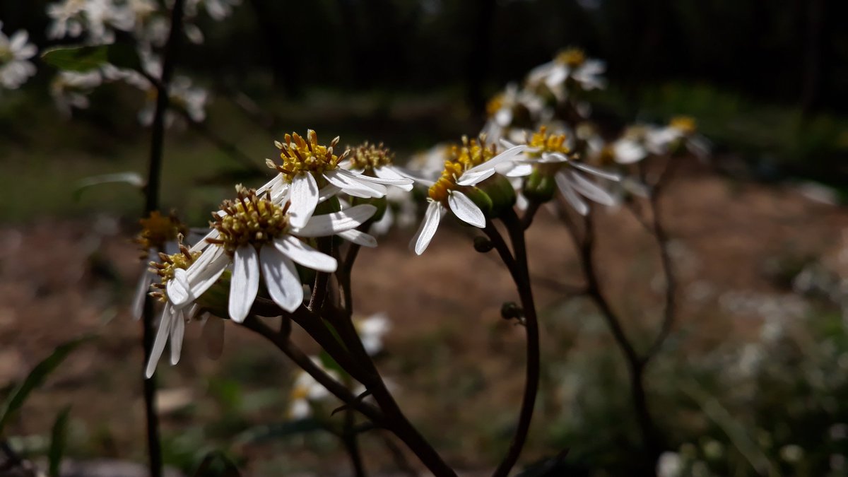 newjjun's tweet image. 미역취  참취  잔대