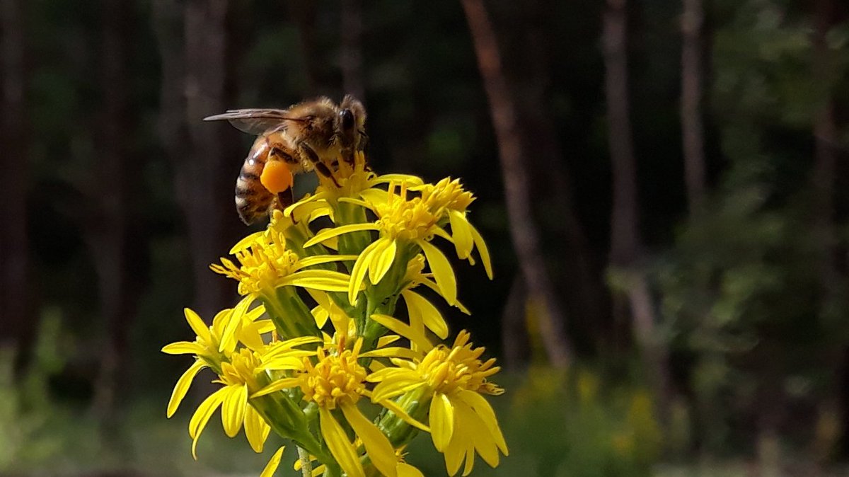 newjjun's tweet image. 미역취  참취  잔대