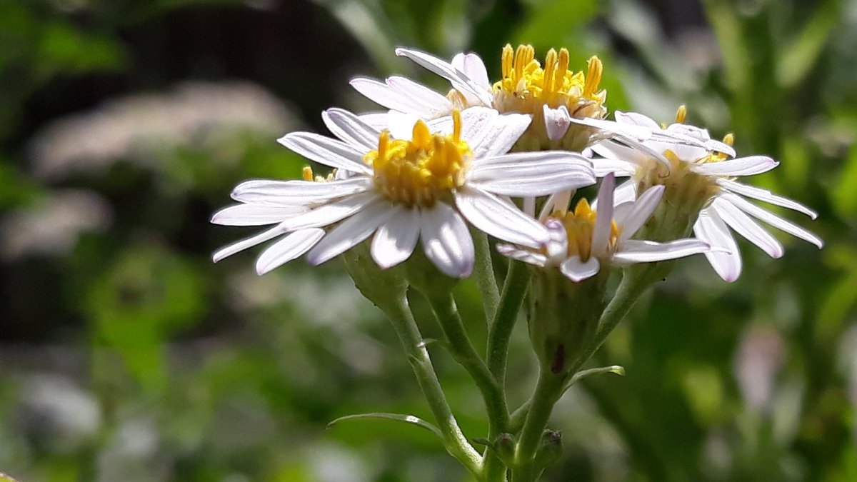 newjjun's tweet image. 미역취  참취  잔대