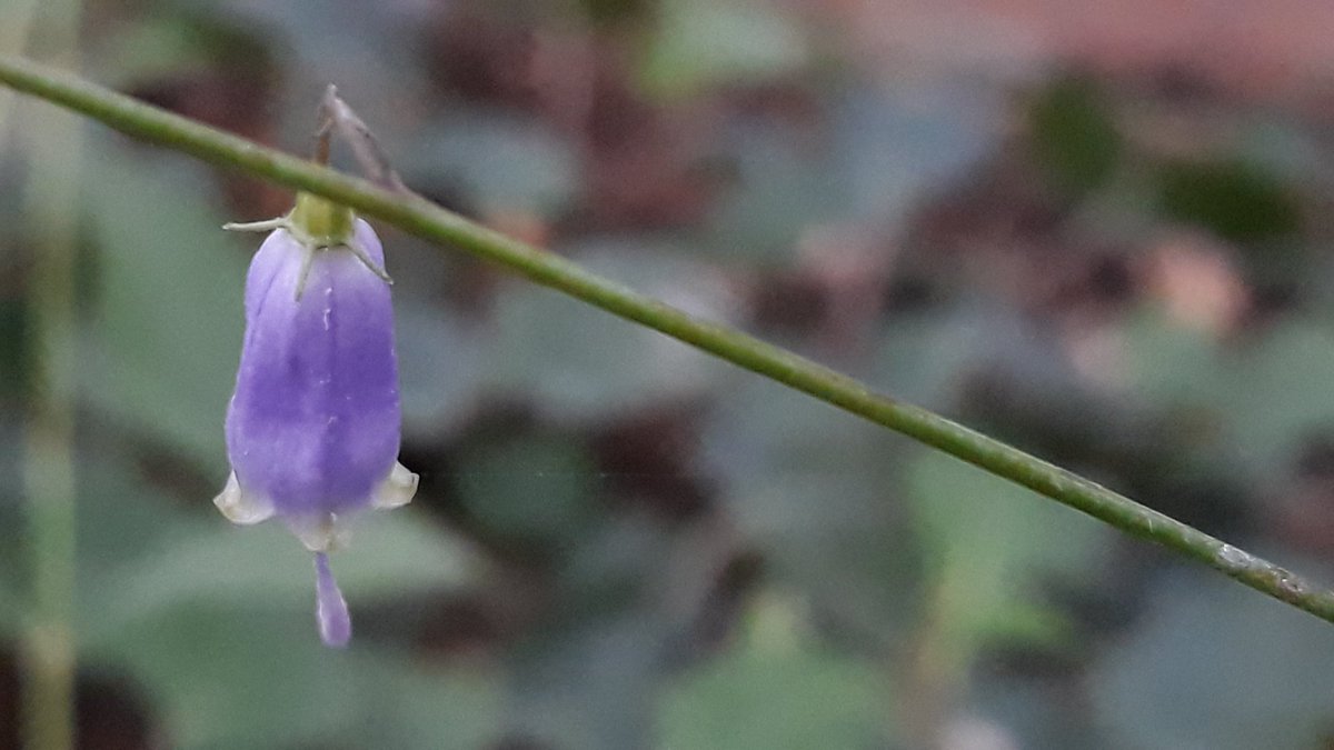 newjjun's tweet image. 미역취  참취  잔대