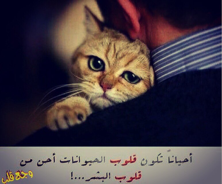 mahmmoudeprahem's tweet image. آلَوٌجّـعٌ هّـوٌ
 أنِ تٌـطِلَبً مًنِ حًدٍآ بًتٌـحًبًوٌ
 يِحًسِـ  فُـيِکْ ..