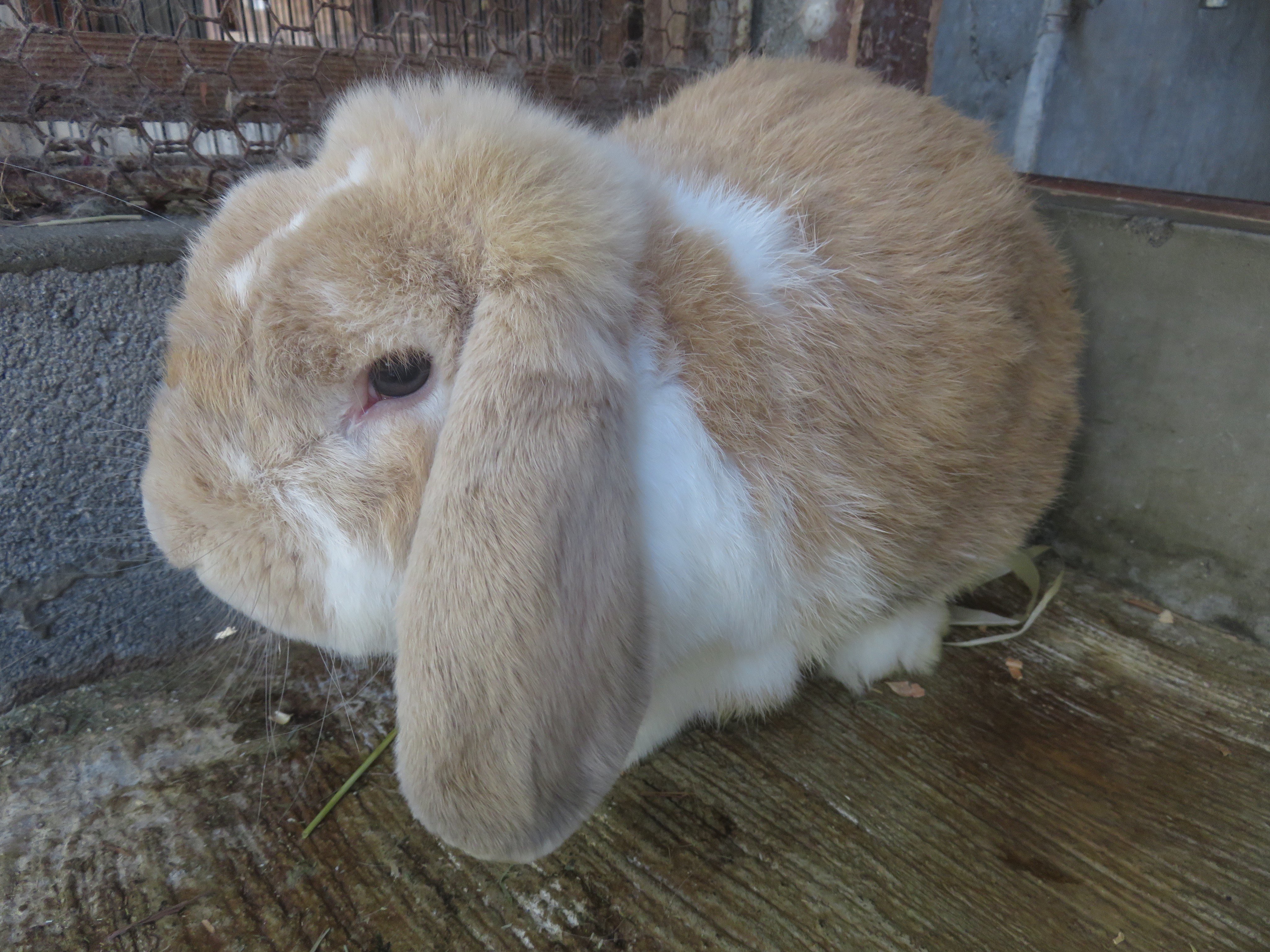 小諸市動物園 公式 先日の答え ウサギでした 今回は正解の方が多かったですね このウサギは ロップイヤー種 という品種で 垂れ耳が特徴です ウサギの分類は ウサギ目 以前はげっ歯目でした ウサギ科 と ナキウサギ科 の２つの科
