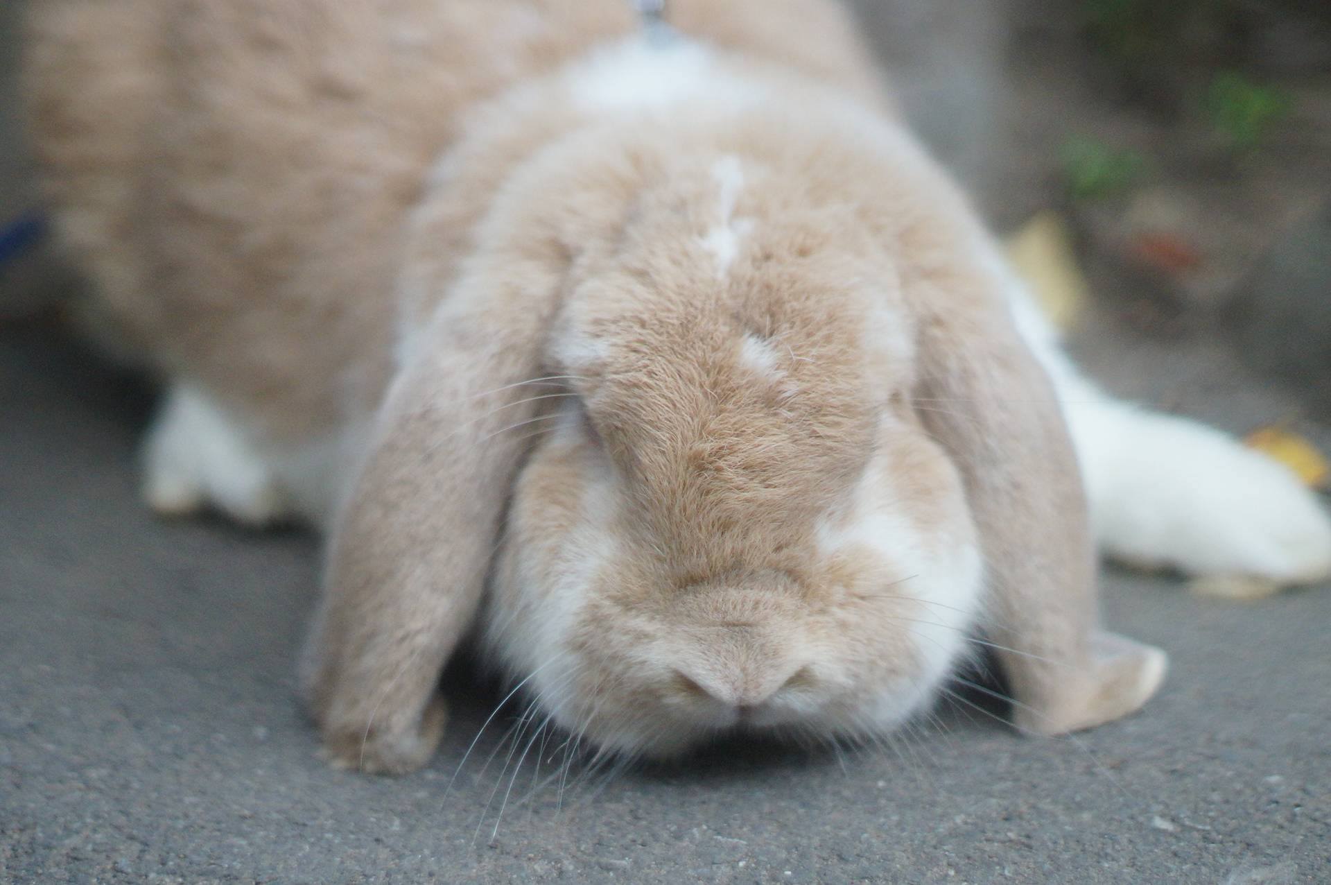 小諸市動物園 公式 先日の答え ウサギでした 今回は正解の方が多かったですね このウサギは ロップイヤー種 という品種で 垂れ耳が特徴です ウサギの分類は ウサギ目 以前はげっ歯目でした ウサギ科 と ナキウサギ科 の２つの科