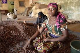 BusinessDayNg's tweet image. Can Nigeria increase its #cocoaproduction to 500,000MT by 2021? dlvr.it/PsjtNt
