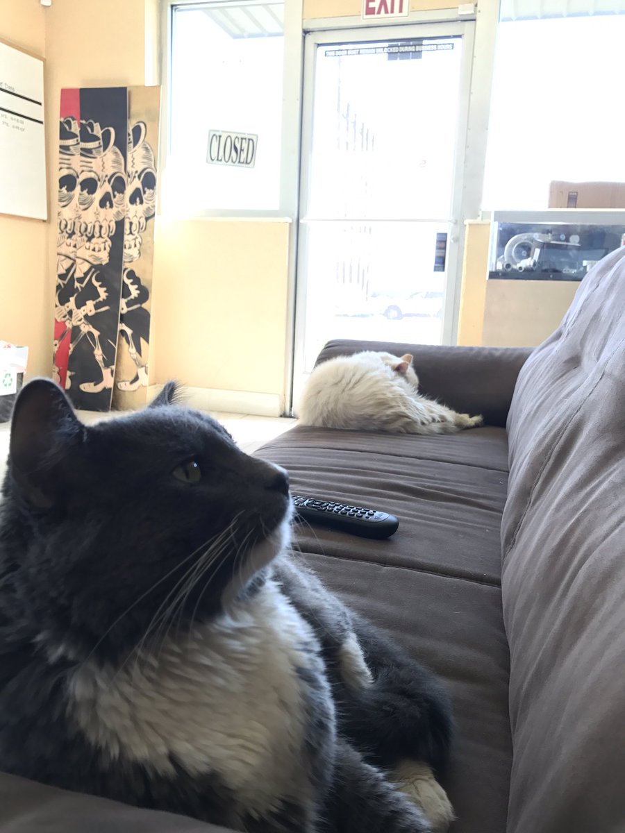 Dillon_GDB's tweet photo. The shop cats are actually my best friends #secretcatlady https://t.co/Mj1DPRQ0d2