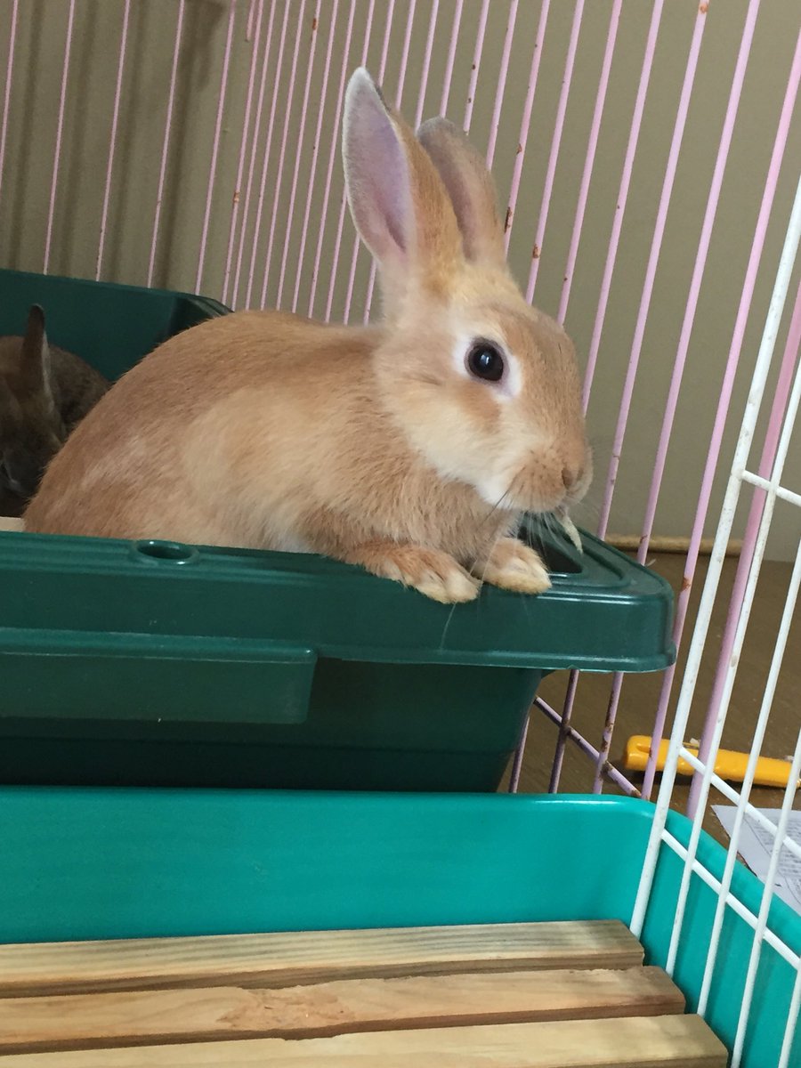 うしくも 生後3ヶ月の子ウサギです オレンジ色 桃 こげ茶 栗 うさぎ うさぎ好き 生後3ヶ月 うさぎ好きと繋がりたい