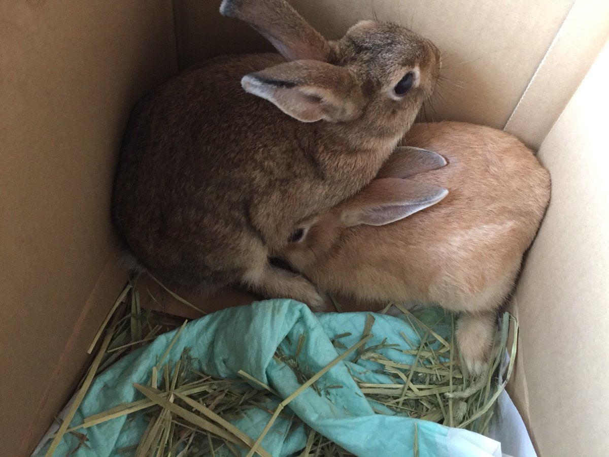 O Xrhsths うしくも Sto Twitter 生後3ヶ月の子ウサギです オレンジ色 桃 こげ茶 栗 うさぎ うさぎ好き 生後3ヶ月 うさぎ好きと繋がりたい