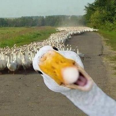innovativecams's tweet photo. Photobomb Friday! #coolactionpics #innovativecams ππ https://t.co/q4i7Gvhxo0