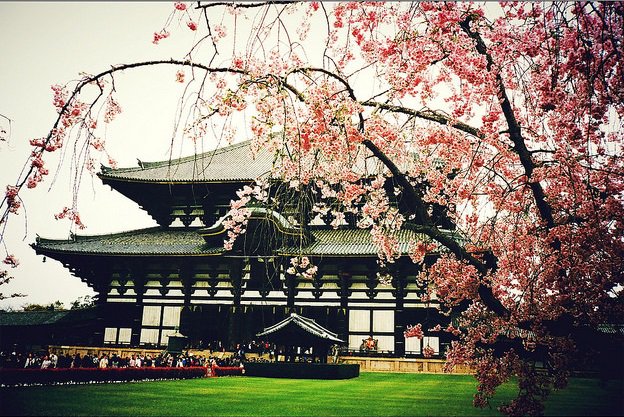 Japan looks beautiful in April, during Cherry Blossom.
The enchanting view in every corner of the country is definitely a sight to behold.
