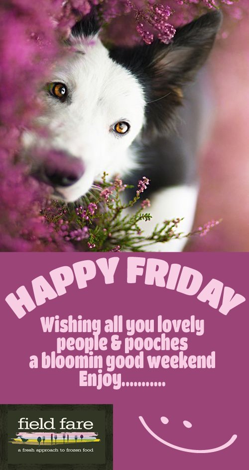 #FF Have a great weekend lovely people &amp; pooches 🐾 @Wellybix <a href="/Woofbed/">WoofBed.co.uk Where Dogs Sleep Better</a> @PoochAndCo <a href="/keegansknines/">Keegan-Knines</a> <a href="/dotty4paws/">Dotty4Paws</a>