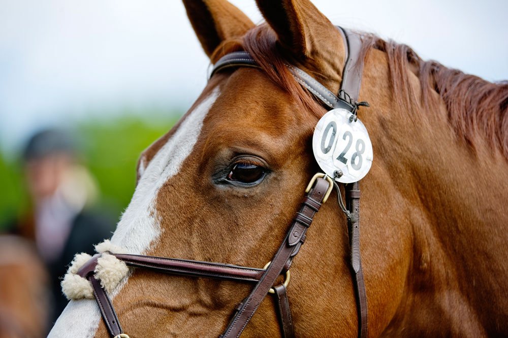 SvenskRidsport's tweet photo. Breeders Trophy pågår för fullt på Flyinge. Länkar, webb-TV mm hittar du här: https://t.co/58qbMIcTv7 #Flyinge #SWB #breederstrophy https://t.co/odf9vFZ46D