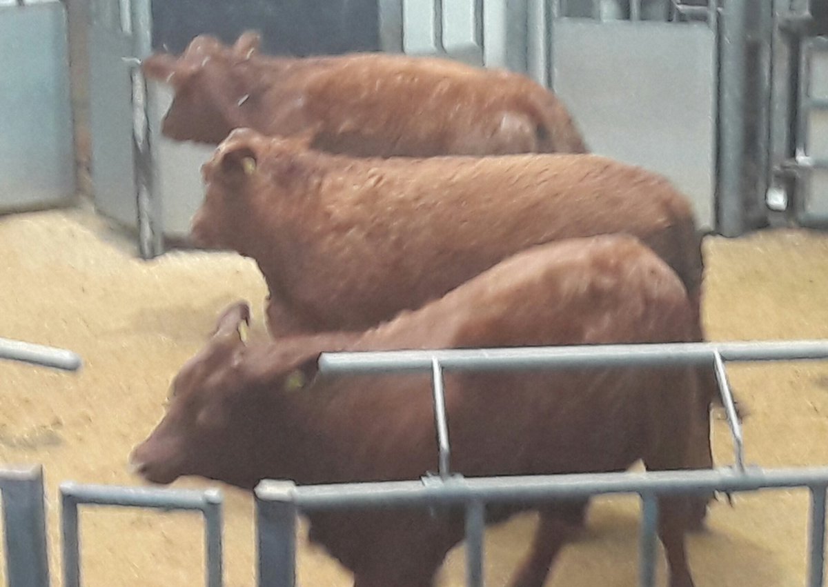 Jean_BSIB's tweet photo. #limouson stirks and heifers going through the ring today #ANMGroup #thainstone https://t.co/oXIBPePPmR