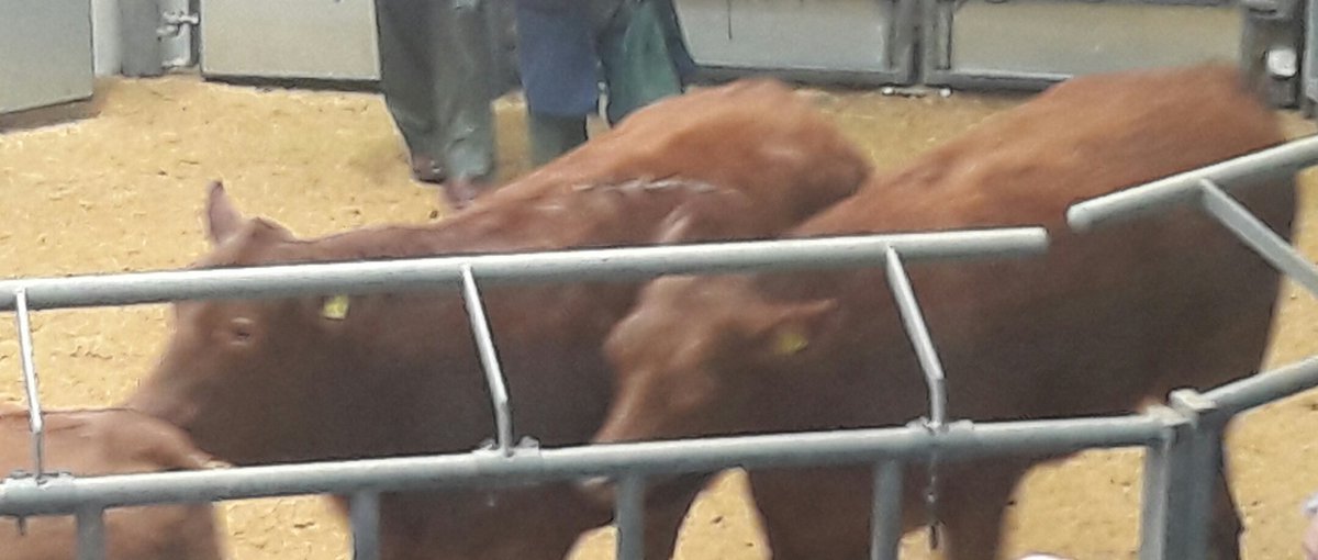 Jean_BSIB's tweet photo. #limouson stirks and heifers going through the ring today #ANMGroup #thainstone https://t.co/oXIBPePPmR