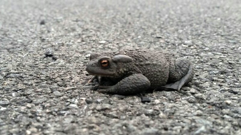 SustainaSteph's tweet photo. @froglifers I found this handsome chap on my driveway, I'd better make him/her a toad home! | #commontoad #Yearofthetoad https://t.co/B99gCjyNUS